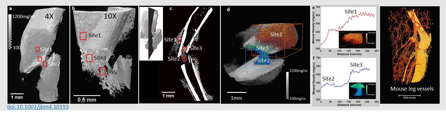 Micro-ct values of OWA (in mm2) (A) and CUR (B) among hominoid living